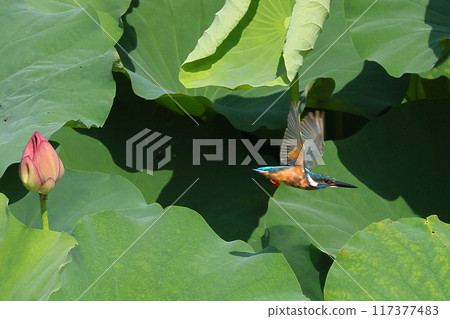 埼玉縣比企郡川町下八林平成之森公園,翠鳥在荷花池的古荷花中飛翔 埼玉縣比企郡川町下八林平成之森公園,翠鳥在荷花池的古荷花中飛翔 117377483