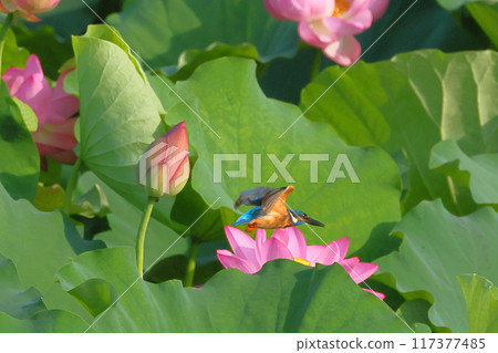 埼玉縣比企郡川町下八林平成之森公園,翠鳥在荷花池的古荷花中飛翔 埼玉縣比企郡川町下八林平成之森公園,翠鳥在荷花池的古荷花中飛翔 117377485
