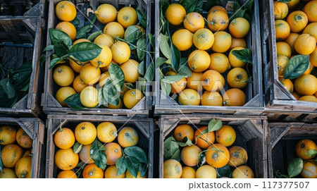 Lemon storage. Set of raw lemons in boxes. Top view. Lemon storage. Set of raw lemons in boxes. Top view. 117377507