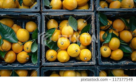 Lemon storage. Set of raw lemons in boxes. Top view. 117377549