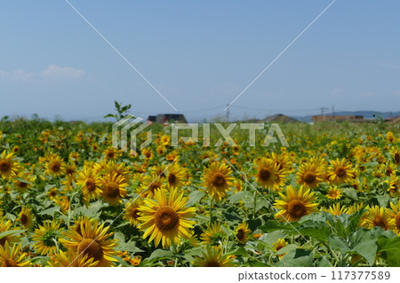 Nagai Uminote Park Soleil Hill 117377589