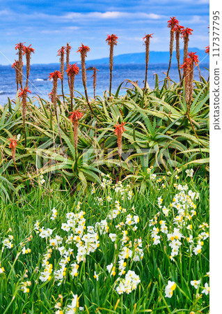 Tsumekizaki Daffodil Festival Beautiful daffodils, aloe vera, and the sea (Shimoda City, Shizuoka Prefecture) 117377795