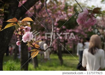 梅花和婦女 117377923