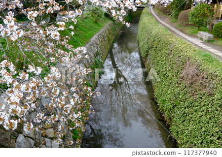 琵琶湖運河線和早春的哲學家之路 琵琶湖運河線和早春的哲學家之路 117377940