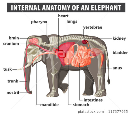 Internal Anatomy of an Elephant 117377955