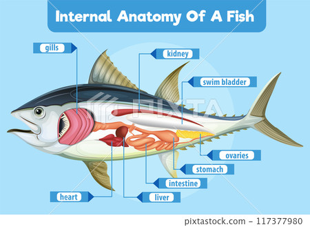 Internal Anatomy of a Fish 117377980