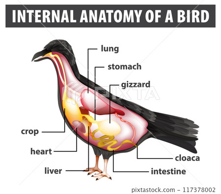 Internal Anatomy of a Bird 117378002