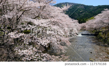 七谷川的春天景色 七谷川的春天景色 117378188