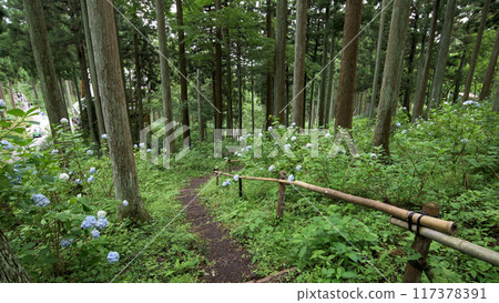 繡球花林 陸奧繡球花園 岩手縣 117378391