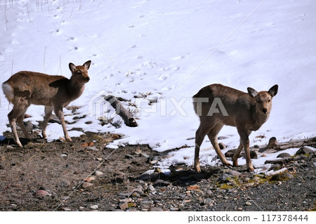 Wild sika deer Wild sika deer 117378444