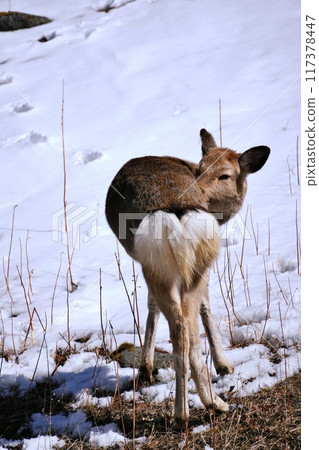 野生梅花鹿 117378447