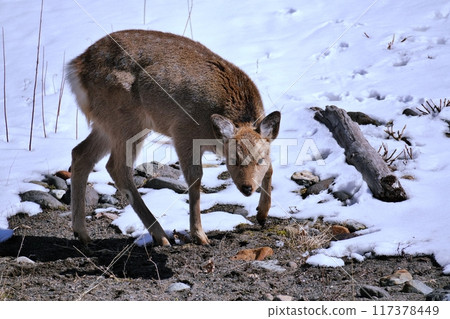 Wild sika deer Wild sika deer 117378449