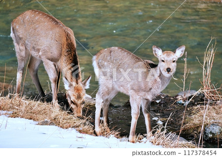 Wild sika deer Wild sika deer 117378454