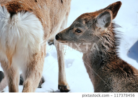 Wild sika deer Wild sika deer 117378456