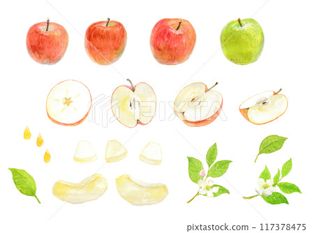 用水彩畫的蘋果 117378475