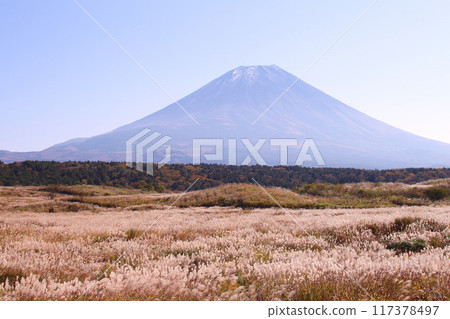 Fujinomiya City: Mt. Fuji and the autumn leaves and silver grass of Asagiri Plateau Fujinomiya City: Mt. Fuji and the autumn leaves and silver grass of Asagiri Plateau 117378497
