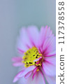 Cosmos flowering in different colors, profile photo 117378558