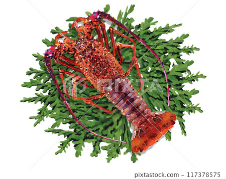Spiny lobster (1 piece) with cypress leaves Spiny lobster (1 piece) with cypress leaves 117378575