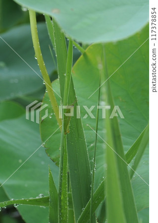Baby locusts and water drops on lotus pond 117378854