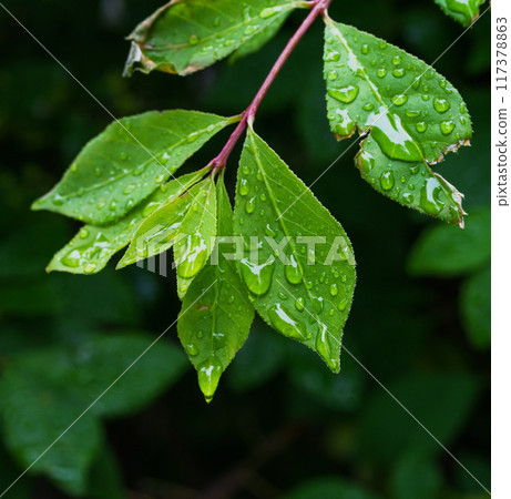 Rain-soaked summer leaves 117378863