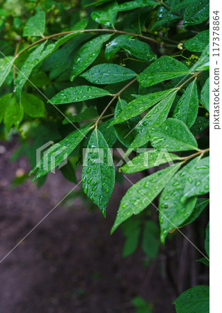leaves in the garden after the rain 117378864