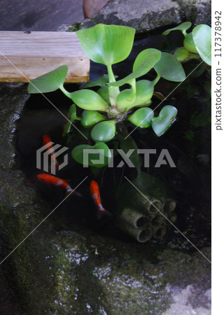 日本庭園內的金魚 / 日式庭園 飼養在 chozubachi 中的金魚 117378942