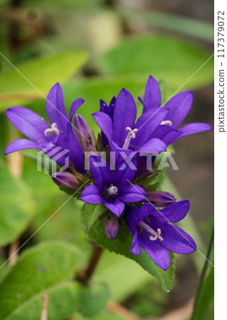 Hokkaido's Yatsushiro grass found in early summer 117379072