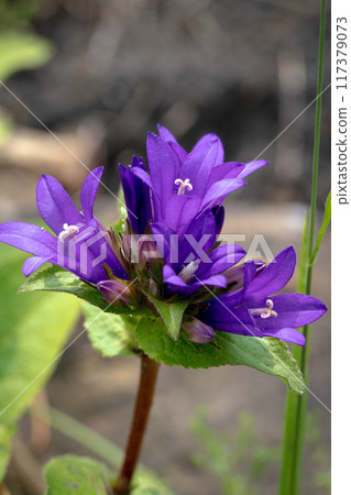 Flowering bellflower in the garden 117379073