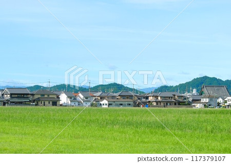 夏季藍天和寬闊的稻田景觀 117379107