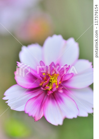 Cosmos in bloom 117379154