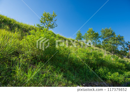 Blue sky and green plants: a refreshing summer scene Blue sky and green plants: a refreshing summer scene 117379852