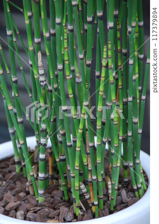 Horsetail plant in a pot 117379894