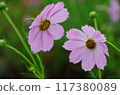 Cosmos flowers 117380089