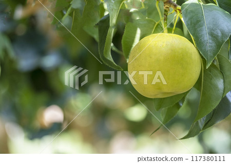 Nijisseiki Pear (Yurihama Town, Tottori Prefecture) Nijisseiki Pear (Yurihama Town, Tottori Prefecture) 117380111