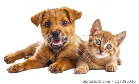 (Background watermark) Innocent puppy and kitten lying down 117380310