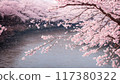 安靜的河邊美麗的日本櫻花，周圍無人 117380322