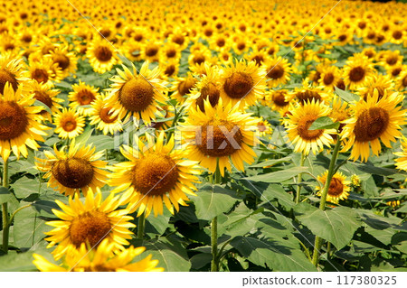 Summer flower Sunflower 117380325