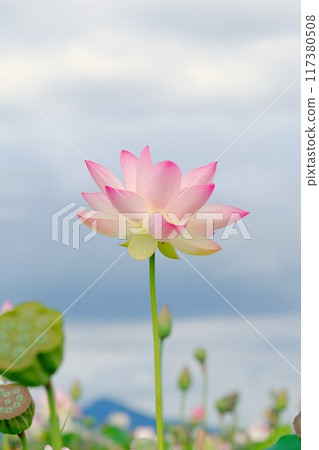 奈良藤原京遺址的蓮花 117380508