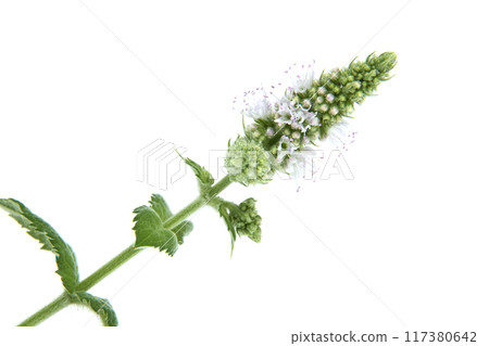 Spearmint (Mentha spicata) also known as garden mint, common mint isolated on white background Spearmint (Mentha spicata) also known as garden mint, common mint isolated on white background 117380642