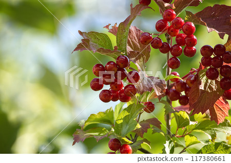 Close-up of viburnum opulus, red berries and autumn leaves in sunlight Close-up of viburnum opulus, red berries and autumn leaves in sunlight 117380661