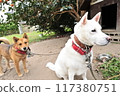 White dog and brown dog 117380751