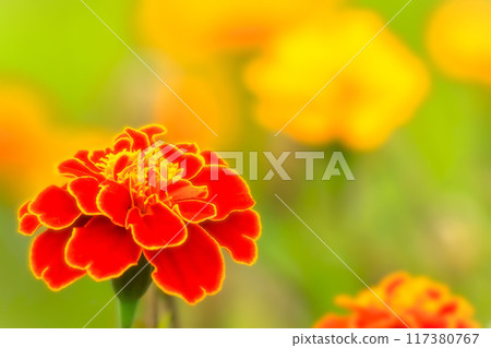明亮的橙色萬壽菊 明亮的橙色萬壽菊 117380767
