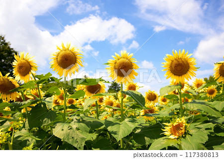 藍天和夏天的花朵向日葵 117380813