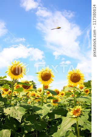 Blue sky and summer flowers sunflowers 117380814