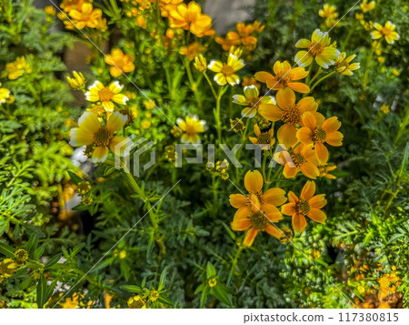 Bidens flower on the roadside 117380815