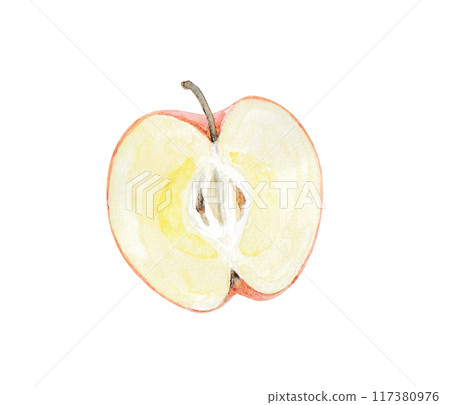 Cross-section of an apple drawn with watercolors 117380976
