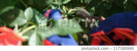Gardener in gloves cutting roses with pruner in garden Gardener in gloves cutting roses with pruner in garden 117380998