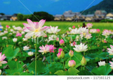 奈良藤原京遺址的蓮花 117381125