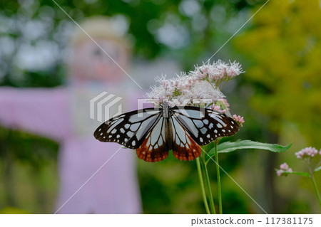 A Monarch butterfly flying to the Fujibakama Garden in Oharano 117381175