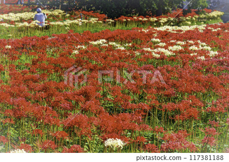 Surrounded by Higanbana Surrounded by Higanbana 117381188